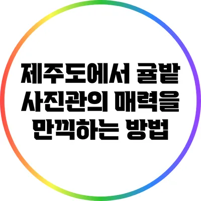 제주도에서 귤밭 사진관의 매력을 만끽하는 방법